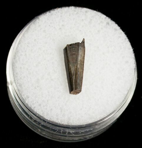 Partial Dromaeosaur (Raptor) Tooth - Montana #4432